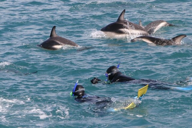 Kaikoura Whale and Dolphin Overnight Tour from Christchurch - Photo 1 of 5